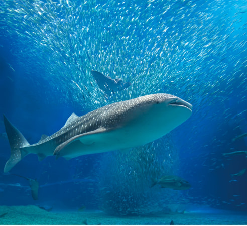 プランサブ画像1