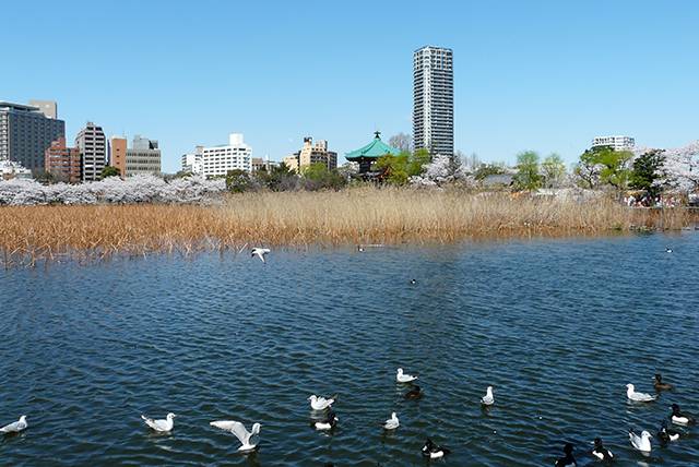 上野恩賜公園