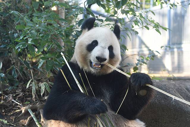 上野動物園